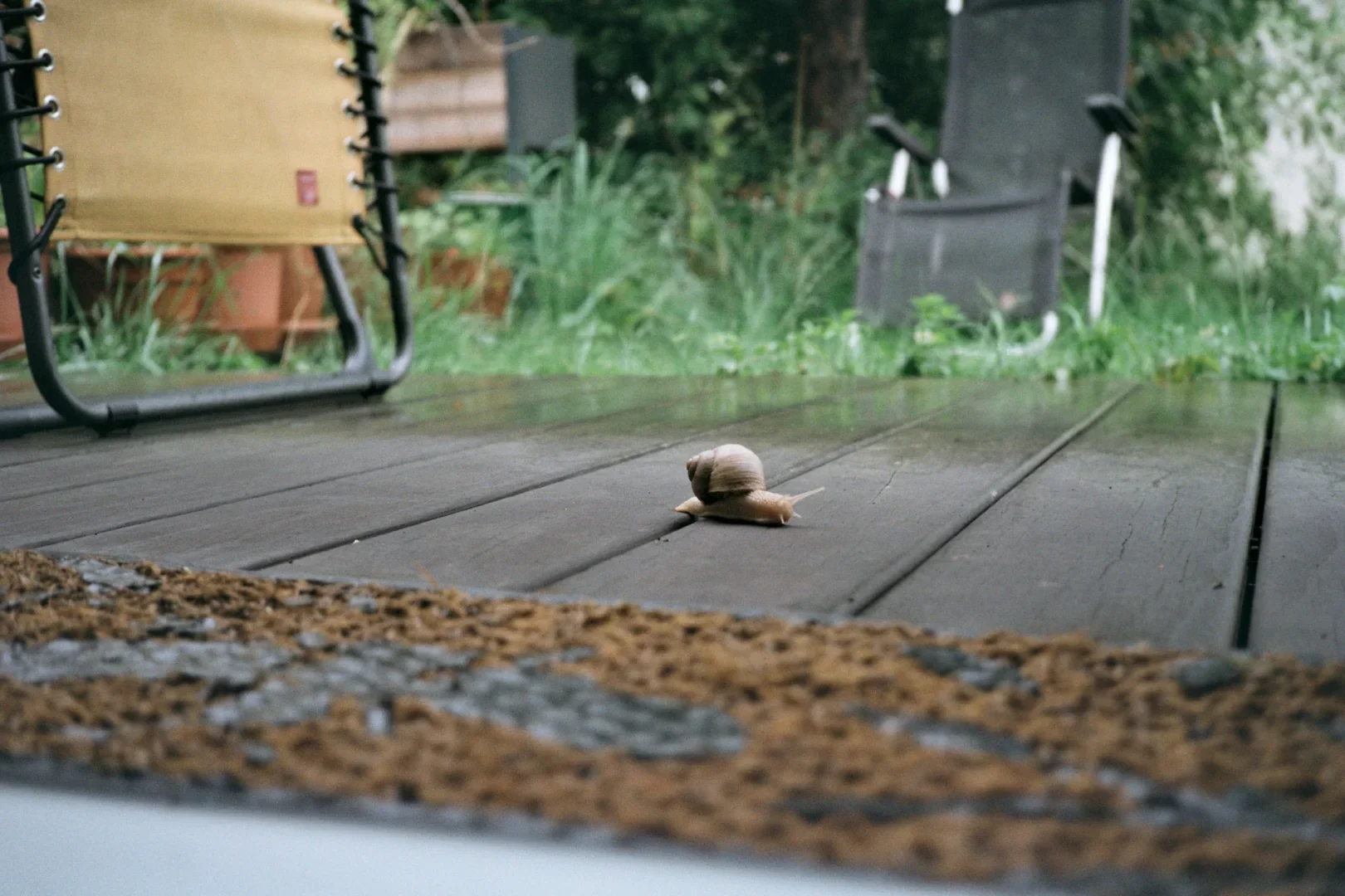 Die Schnecke auf dem Weg. Foto Oliver Marugg